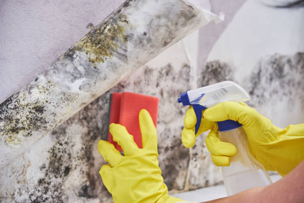 Biohazard Mold Removal